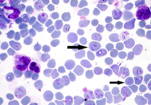 Babesia canis