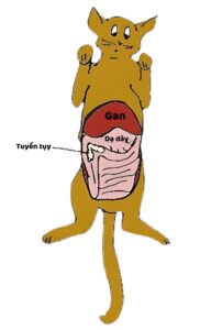 hình mô tả vị trí tuyến tụy ở chí mèo
