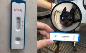 Test parvo cho chó