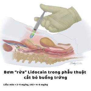 bơm rửa lidocain vào ổ bụng chó mèo