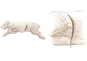 Đường mổ cạnh sườn